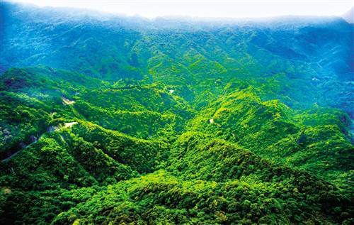 my country has become the fastest growing country in global forest resources